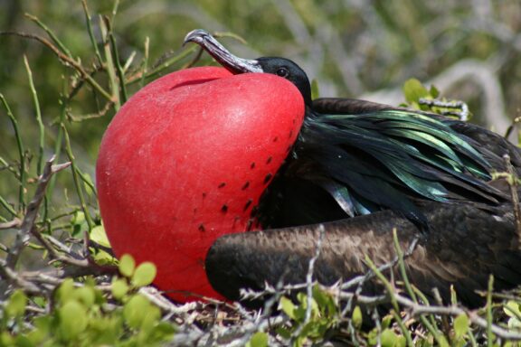 A male great frigatebird puffs its red chest during the breeding season on North Seymour Island.