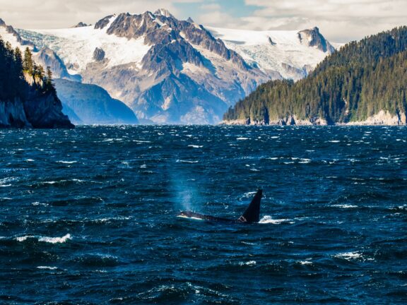 An orca whale surfaces in Kenai Fjords National Park with a mountain in the distance. 