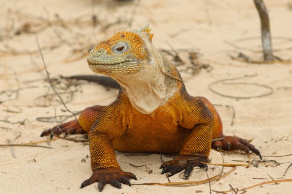 A close-up of a land iguana standing in the sand on Baltra Island.