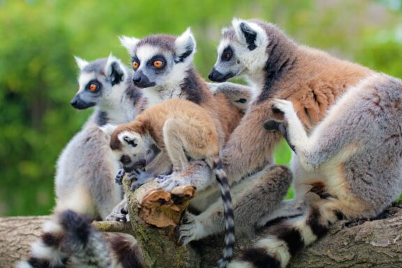 Group of Lemurs Sitting on a Tree Branch Free-roaming lemurs inside the Lemurs' Park