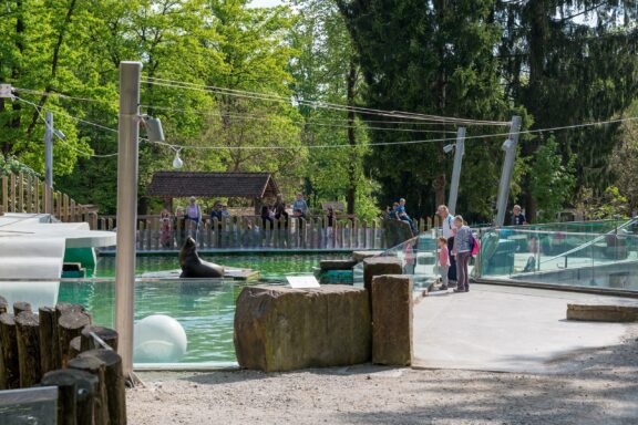 Seals in the Ljubljana Zoo