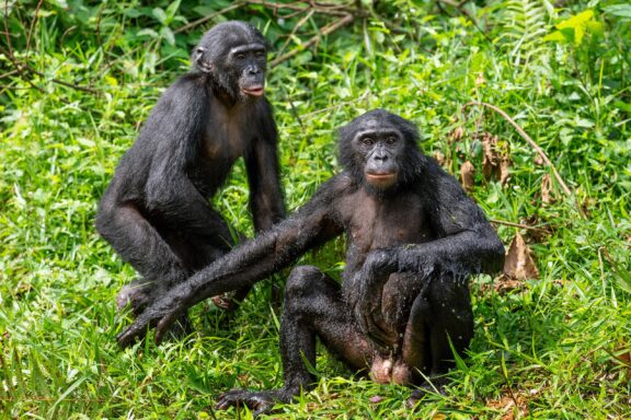 Two Bonobos Sitting in Grass Bonobos from the Lola ya Bonobo Sanctuary.