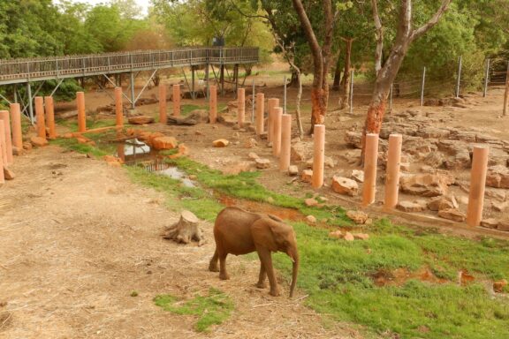 An elephant calf roaming in the National Zoo of Mali