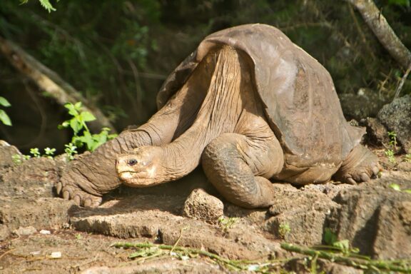 Lonesome George, the last Pinta Island tortoise, takes a walk.