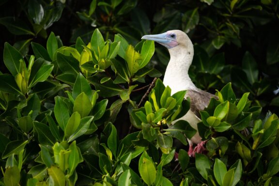 A red-footed booby rests in the foliage on Genovesa Island.