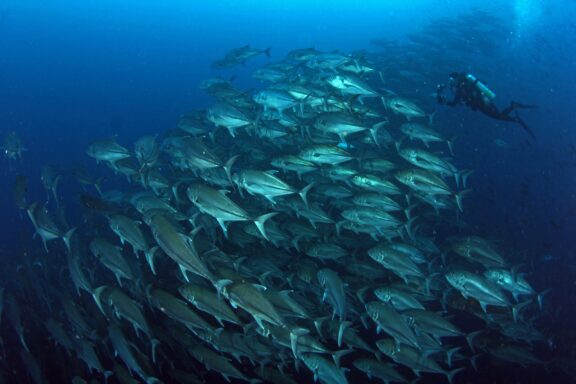 A diver swims next to a school of giant trevally near Wolf Island.