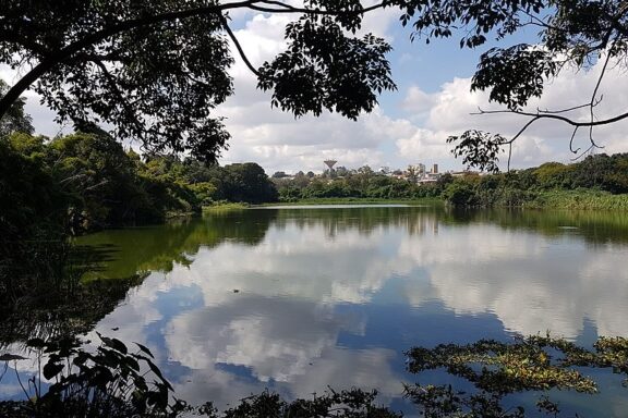 Tranquil Lake View with Reflective Water and Overhanging Branches Tsarasaotra Park, recognized sanctuary for threatened species of Malagasy waterbirds