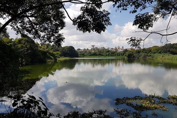 Tsarasaotra Park, recognized sanctuary for threatened species of Malagasy waterbirds