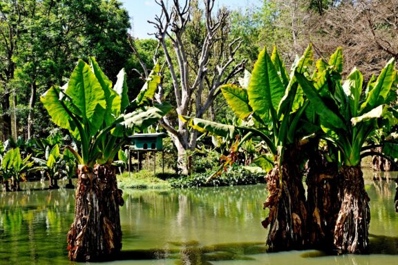 Botanical garden inside the Tsimbazaza Zoo