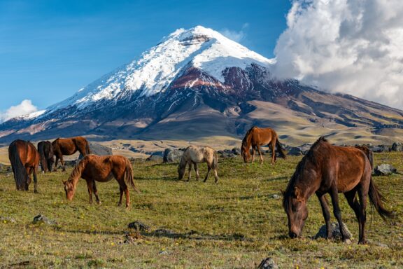 Wild Horses Grazing in Front of the Snow-Capped Cotopaxi Volcano in Ecuador Wild horses graze near the base of Cotopaxi Volcano on a clear day.
