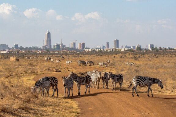 Zebras Crossing Dirt Road with Nairobi Skyline in Background Zebras in the Nairobi National Park