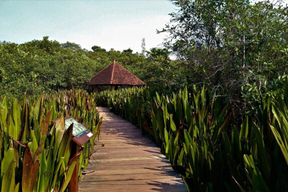 Wooden Walkway in Wetland Park Beddagana Wetland Park, part of the larger wetland system around Diyawanna Lake