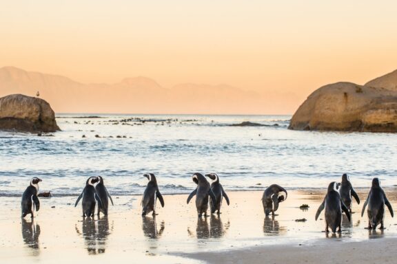 African penguins on the sandy Boulders Beach