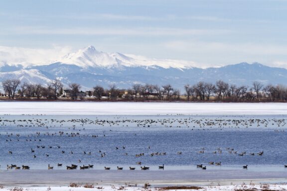 Canada Geese on a Migration Stopover at Barr Lake State Park with Snow-Capped Mountains in the Background Canada geese sit on the water at Barr Lake State Park in Adams County, Colorado.