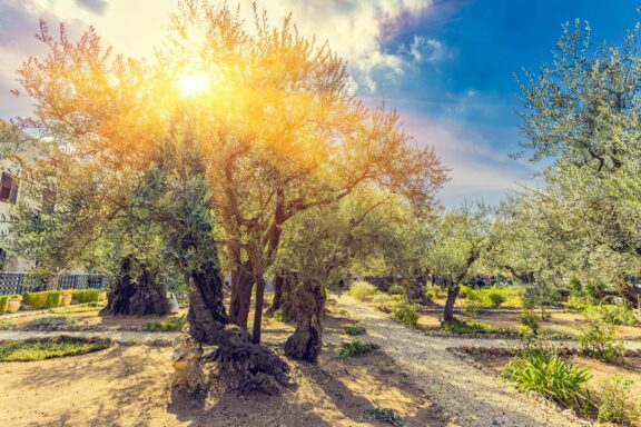 The gethsemane olive orchard garden located at the foot of