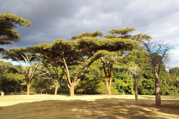Sunlit Trees in Harare Gardens Harare Gardens, a slice of nature amidst the bustling city