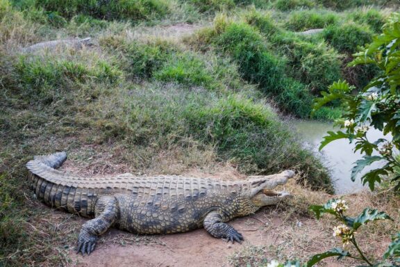 Crocodile by the Water's Edge at Reptile Park Crocodile inside the Kalimba Reptile Park, Lusaka