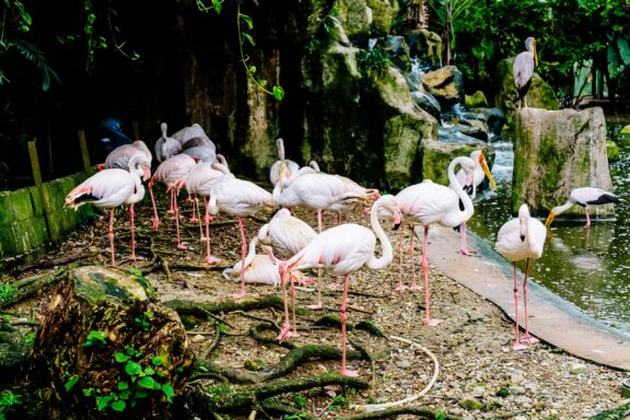 Flock of Flamingos at Bird Park KL Bird Park, featuring the world's largest free-flight walk-in aviary