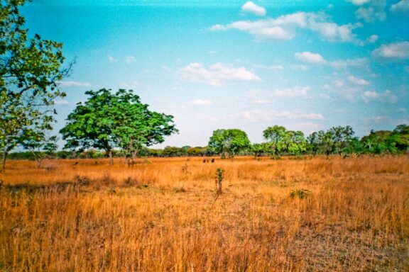 Savanna Landscape with Sparse Trees Mukuvisi Woodlands, a unique opportunity to experience the savannah ecosystem