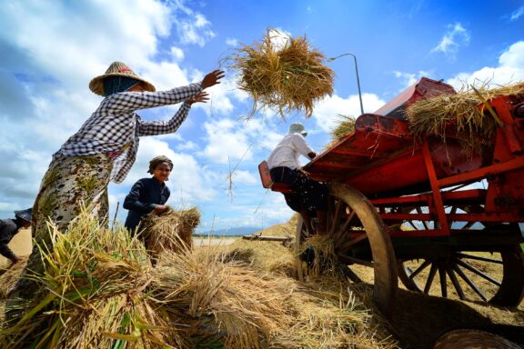 Farmers Loading Hay onto a Cart Under a Blue Sky Farmers in Naypyidaw harvesting rice, illustrating the region's strong agricultural traditions