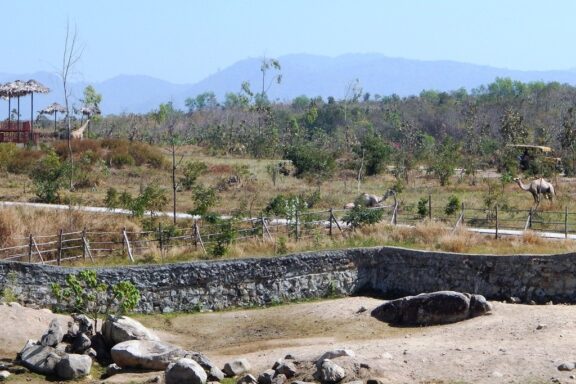 Safari Park Landscape with Animals and Mountains in the Background Naypyidaw Safari Park, where visitors can encounter exotic animals in naturalistic habitats