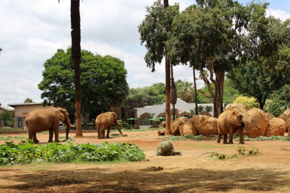 The National Zoological Gardens in Pretori