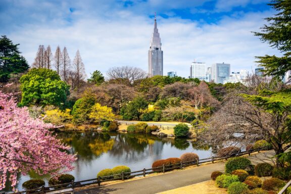 Springtime in Shinjuku Gyoen Park with Cherry Blossoms and Skyscraper Shinjuku Gyoen Park, one of the most popular and significant gardens