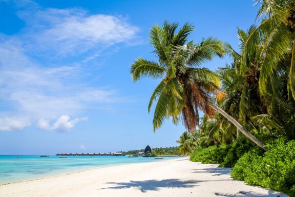 Tropical Beach with Palm Trees Beaches on Villingili Island, accessible by a short ferry ride from Malé