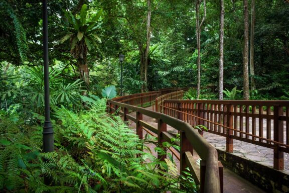 Wooden Walkway in Lush Green Forest Walkway through the tropical ferns and trees of Bukit Timah