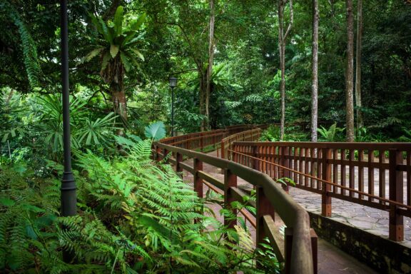 Walkway through the tropical ferns and trees of Bukit Timah