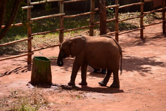 Baby Elephant by Water Bucket Baby elephant inside the Lilayi Elephant Nursery