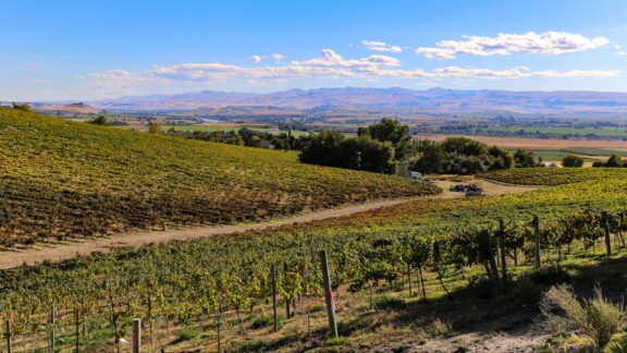 A view of vineyards and rolling hills in the Canyon County wine region of Idaho.