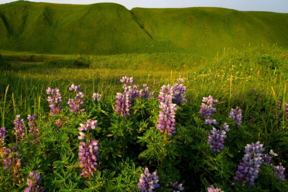 Purple lupine in the foreground and green hills in the background on Shemya Island in the Rat Islands.