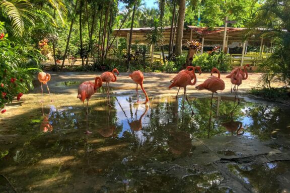 Flamingos by the Water in a Tropical Garden Ardastra Gardens: Home to the Bahamas' only zoo