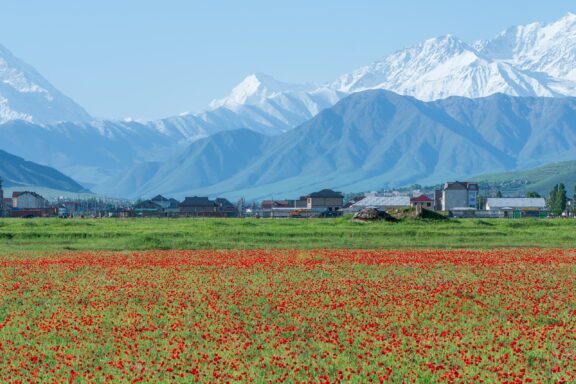 Red poppies blooming near Bishkek, Kyrgyzstan with snow-capped mountains in the distance.