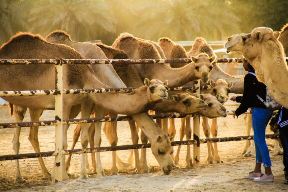 Person Feeding Camels at a Farm Royal Camel Farm, home to over 500 camels