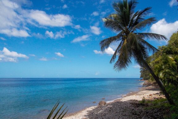 Tropical Beach with Palm Tree Champagne Beach, known for its underwater geothermal springs