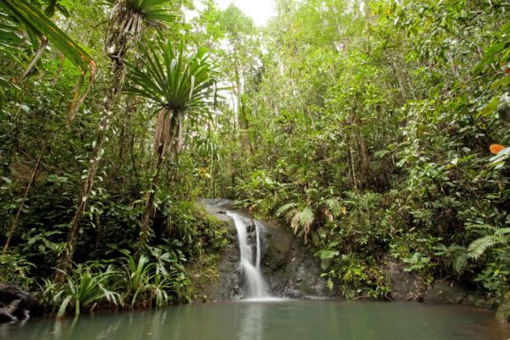 Tropical Waterfall in Lush Forest Colo-i-Suva Forest Park offers hiking trails and natural pools