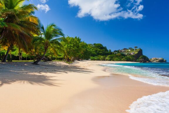 Tropical Beach with Palm Trees Grand Anse Beach, one of the Caribbean's finest beaches