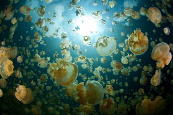 Underwater View of Jellyfish Swarm in Sunlit Lake Jellyfish Lake, isolated for thousands of years, is home to millions of non-stinging jellyfish