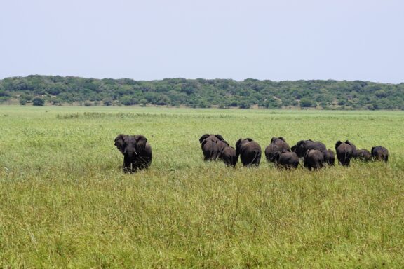 Herd of Buffaloes in Grassland Maputo Special Reserve, initially established to protect the coastal elephants