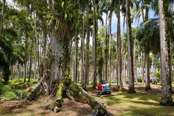 Tropical Palm Garden with Walking Path The Palm Garden in Paramaribo, originally a private garden for colonial governors