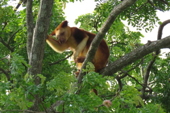 Tree-dwelling Marsupial in Port Moresby Nature Park Tree Kangaroo in the Nature Park of Port Moresby