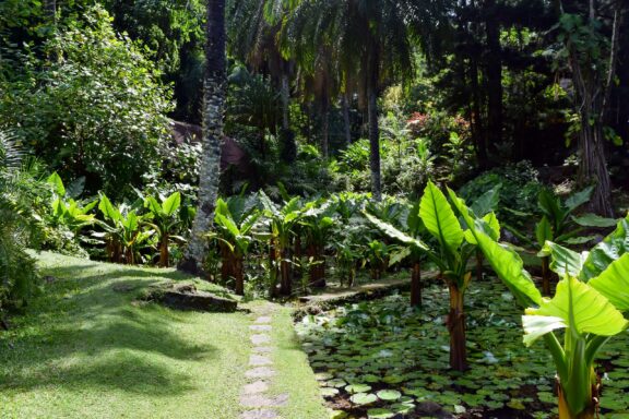 Tropical Botanical Garden Pathway Typhonodorum growing in the Botanical Gardens in Victoria