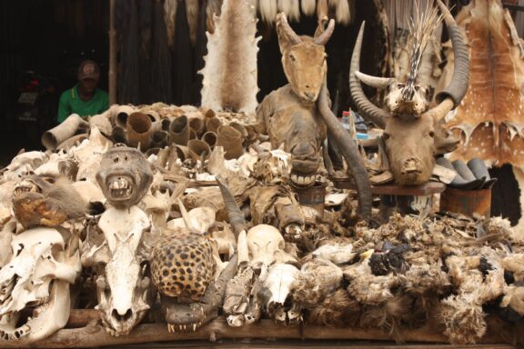 Traditional Market Stall with Animal Skulls and Artifacts Voodoo Market in Lomé, offering a window into traditional West African spirituality