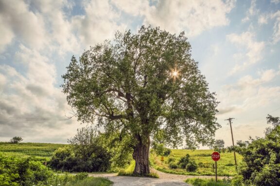 The sunlight shines through the branches of a tall Cottonwood tree in Audubon County, Iowa.