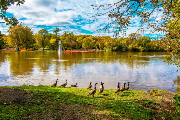 Wild geese walk toward a lake in Kane County’s Fabyan Forest Preserve.