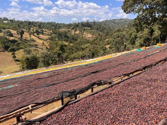 Coffee cherries dry in the sun on terraces in the Sidama Region.