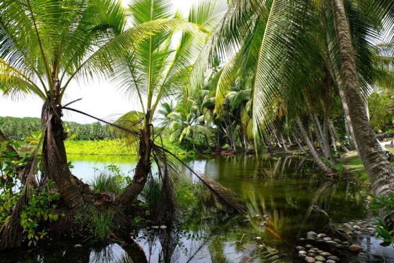 Tropical Lagoon with Palm Trees Buada Lagoon, an unexpected dimension to Nauru's primarily oceanic landscape