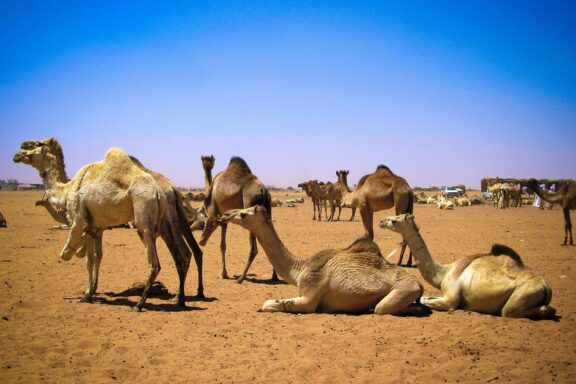 Camels at Omdurman Market Omdurman Camel Market, a riveting display of traditional commerce